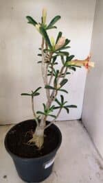 Planta Dobrada 3494 – 40cm – 03 anos - Imagem 6