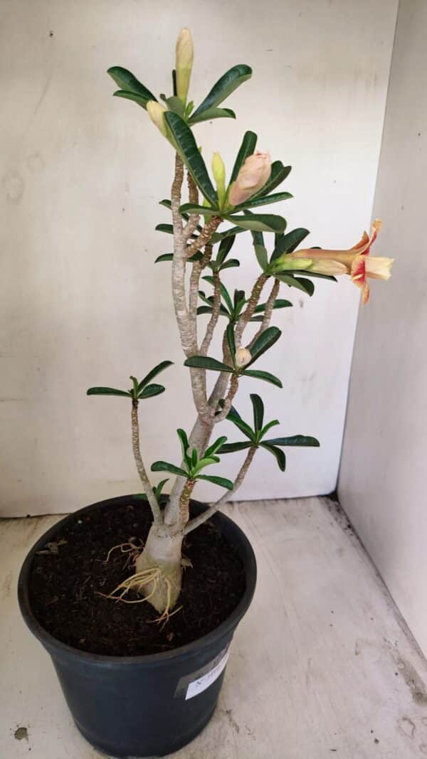 Planta Dobrada 3494 – 40cm – 03 anos - Imagem 6