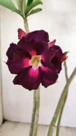 Planta Dobrada 3495 – 35cm – 03 anos