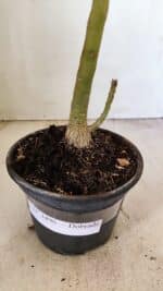 Planta Dobrada 3496 – 35cm – 03 anos - Imagem 7