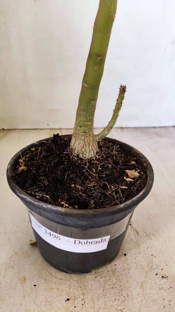 Planta Dobrada 3496 – 35cm – 03 anos - Imagem 7