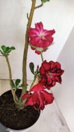 Planta Dobrada 3497 – 40cm – 03 anos - Imagem 4