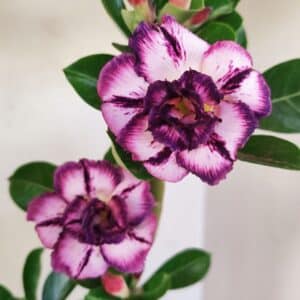 Planta Dobrada 3498 – 35cm – 03 anos