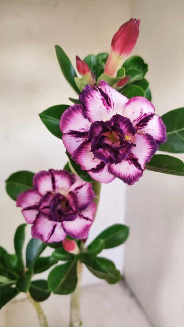 Planta Dobrada 3498 – 35cm – 03 anos - Imagem 1