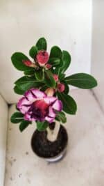 Planta Dobrada 3498 – 35cm – 03 anos - Imagem 4