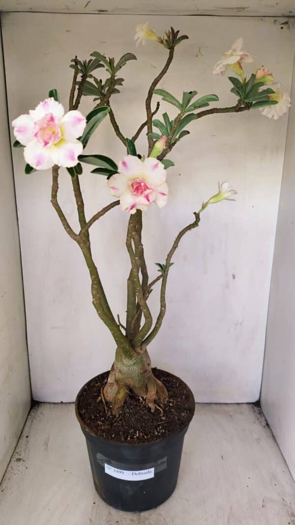 Planta Dobrada 3499 – 60cm – 05 anos - Imagem 1