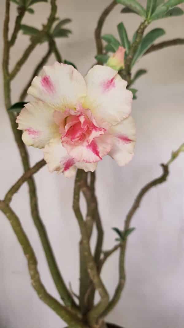 Planta Dobrada 3499 – 60cm – 05 anos - Imagem 5