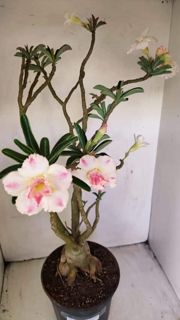 Planta Dobrada 3499 – 60cm – 05 anos - Imagem 4