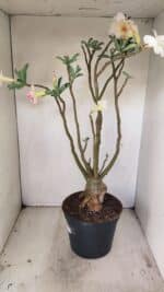 Planta Dobrada 3499 – 60cm – 05 anos - Imagem 7