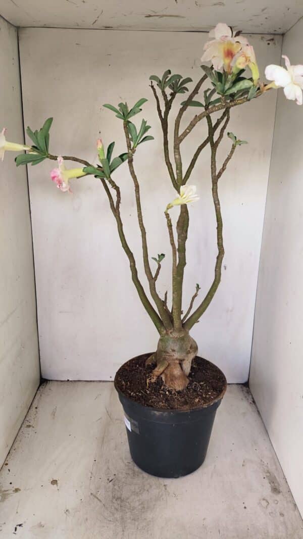 Planta Dobrada 3499 – 60cm – 05 anos - Imagem 7