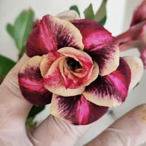 Planta Dobrada 3500 – 35cm – 03 anos