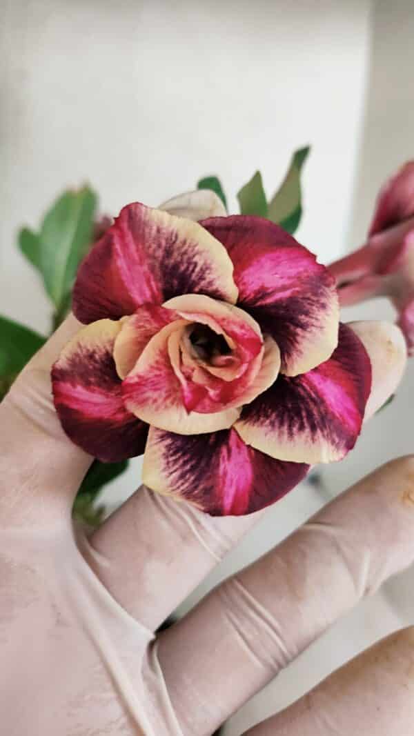 Planta Dobrada 3500 – 35cm – 03 anos - Imagem 1