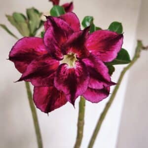 Planta Dobrada 3501 – 35cm – 03 anos