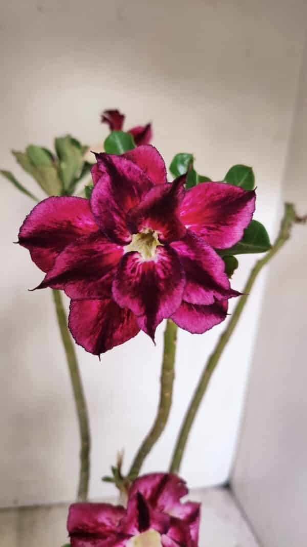 Planta Dobrada 3501 – 35cm – 03 anos - Imagem 1