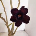 Planta Dobrada 3502 – 35cm – 03 anos