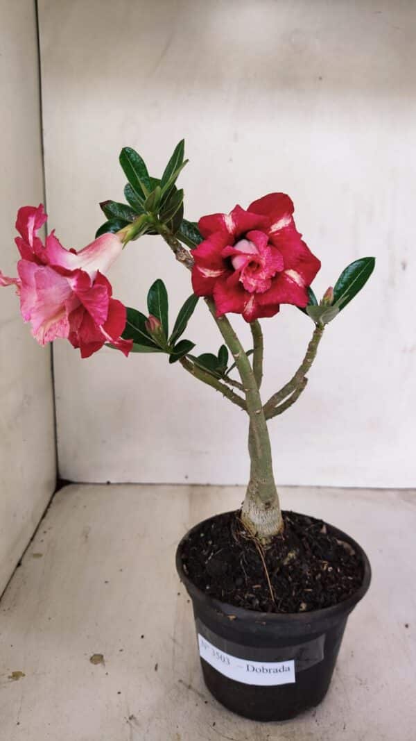 Planta Dobrada 3503 – 28cm – 02 anos - Imagem 1