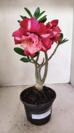Planta Dobrada 3503 – 28cm – 02 anos - Imagem 3
