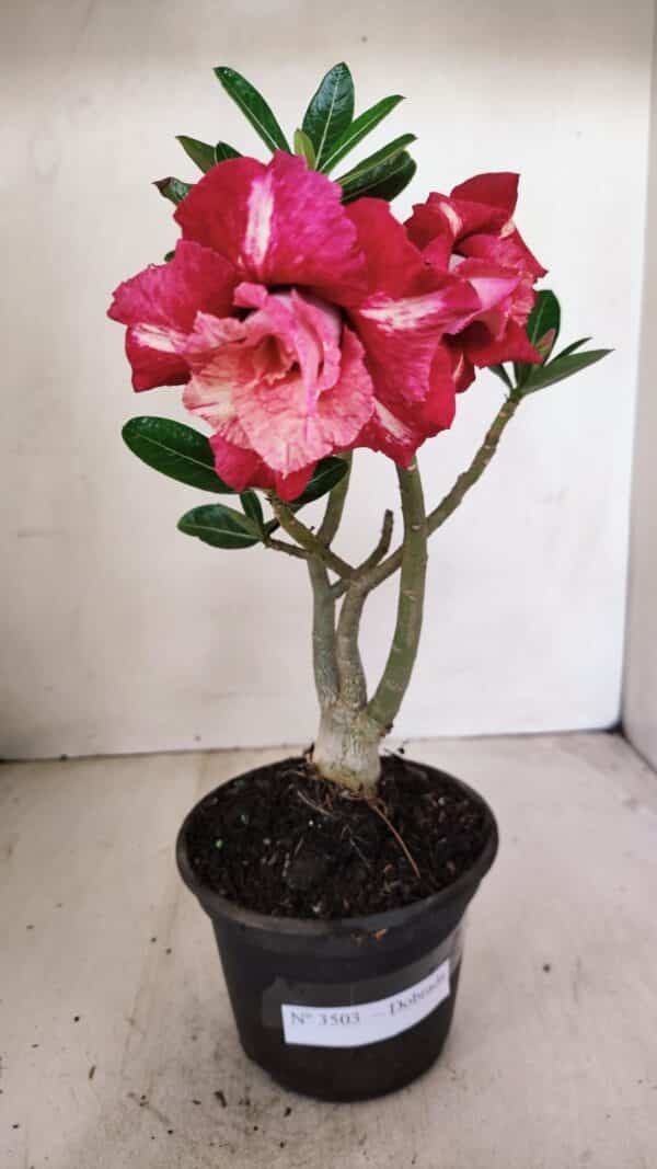 Planta Dobrada 3503 – 28cm – 02 anos - Imagem 3