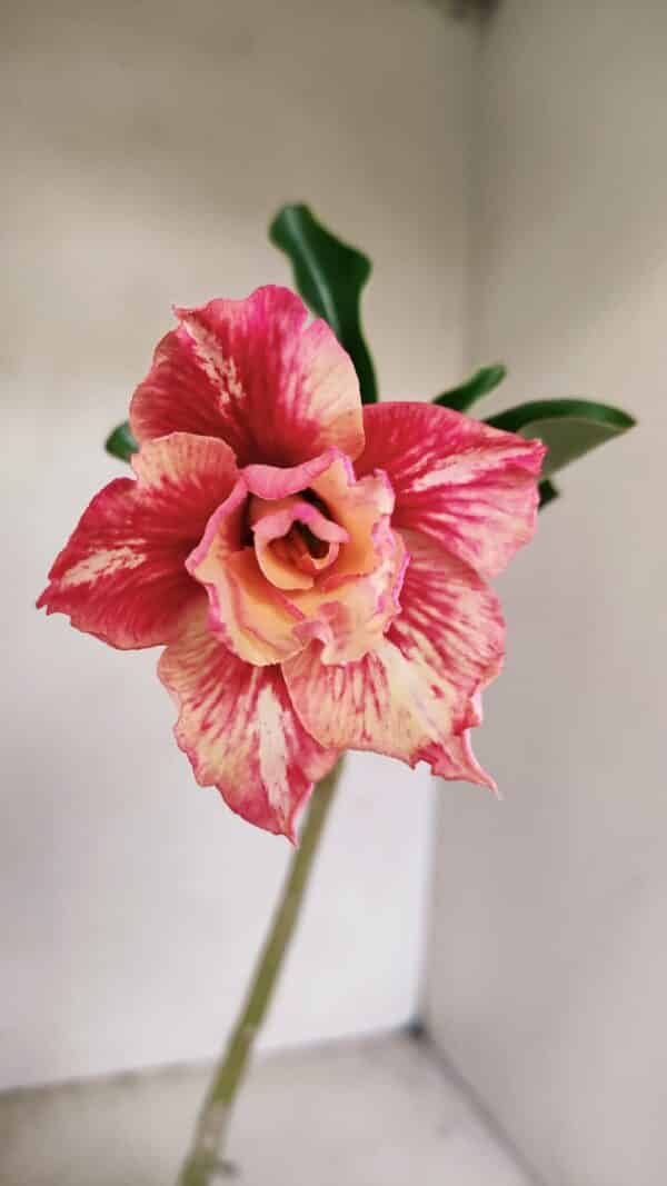 Planta Dobrada 3505 – 30cm – 02 anos - Imagem 1