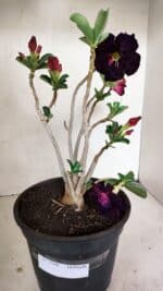 Planta Dobrada 3506 – 35cm – 03 anos - Imagem 7