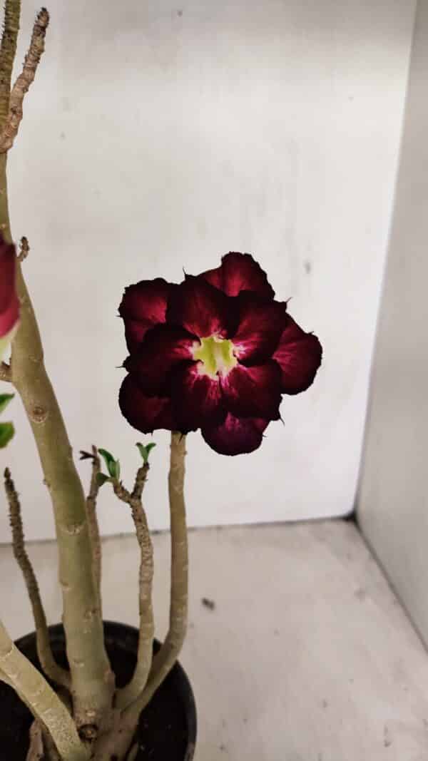 Planta Dobrada 3507 – 40cm – 03 anos - Imagem 1