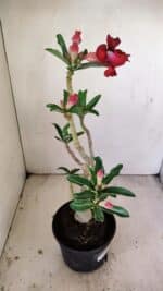 Planta Dobrada 3508 – 35cm – 03 anos - Imagem 6