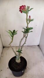 Planta Dobrada 3508 – 35cm – 03 anos - Imagem 5