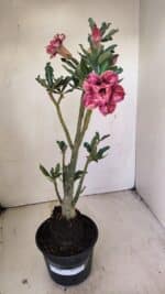 Planta Dobrada 3509 – 35cm – 03 anos - Imagem 2