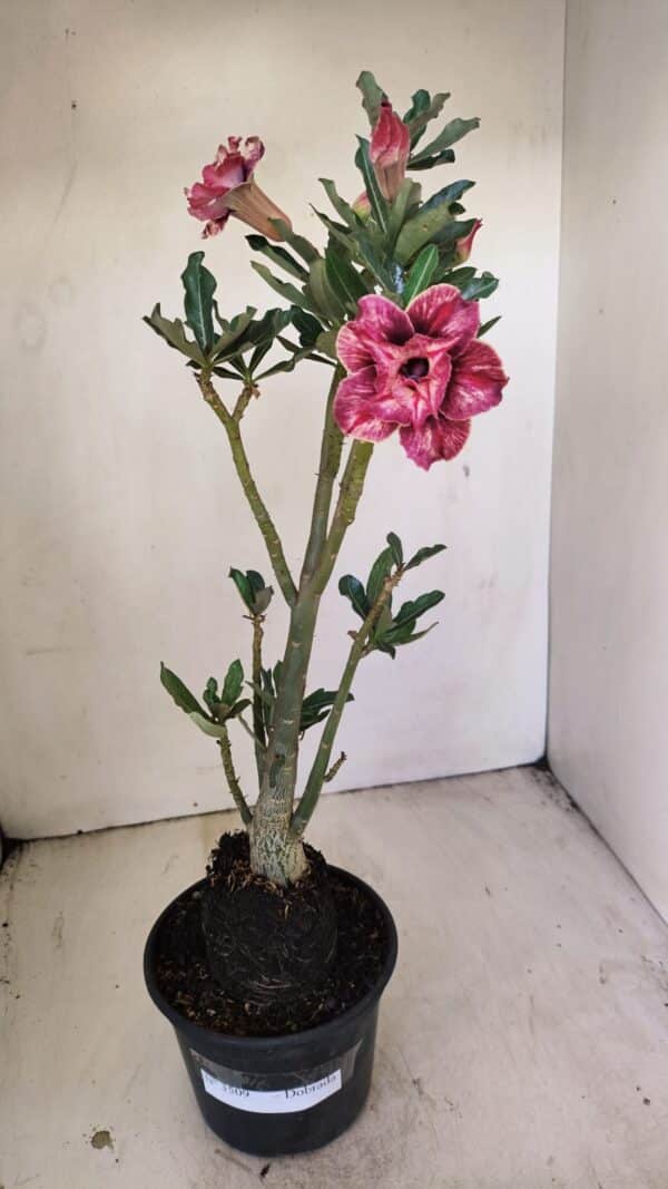 Planta Dobrada 3509 – 35cm – 03 anos - Imagem 2