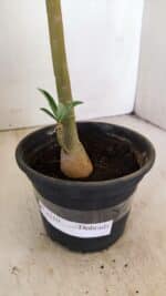 Planta Dobrada 3510 – 35cm – 03 anos - Imagem 6