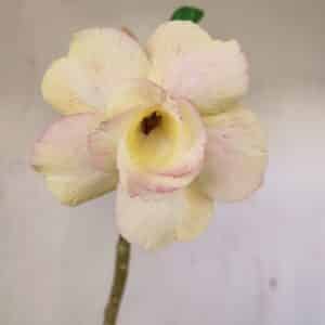 Planta Dobrada 3510 – 35cm – 03 anos