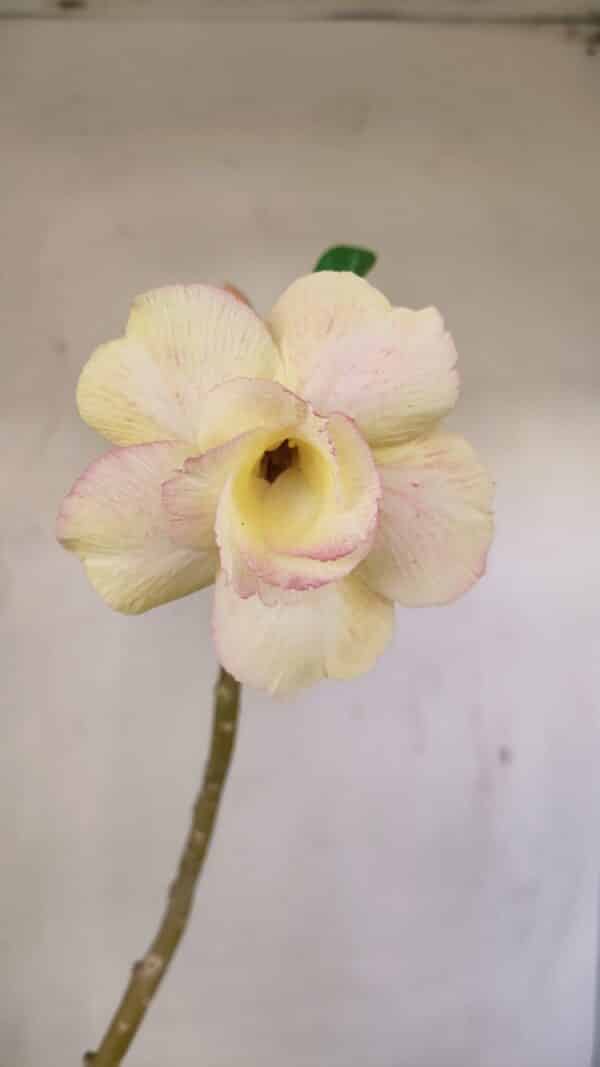 Planta Dobrada 3510 – 35cm – 03 anos - Imagem 1