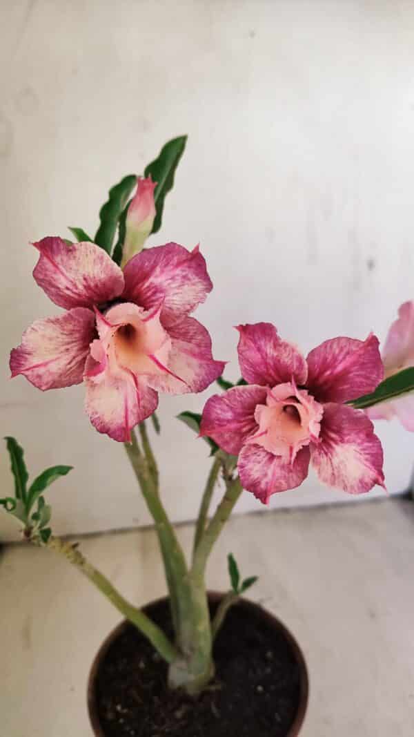 Planta Dobrada 3511 – 35cm – 03 anos - Imagem 1