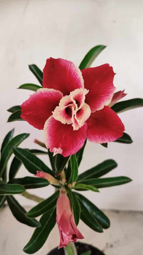 Planta Dobrada 3512 – 35cm – 03 anos - Imagem 1