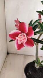 Planta Dobrada 3512 – 35cm – 03 anos - Imagem 5