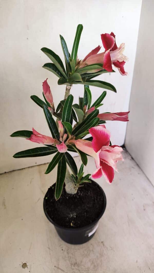 Planta Dobrada 3512 – 35cm – 03 anos - Imagem 7