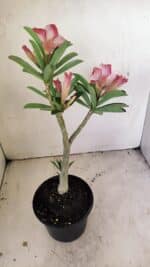 Planta Dobrada 3512 – 35cm – 03 anos - Imagem 6