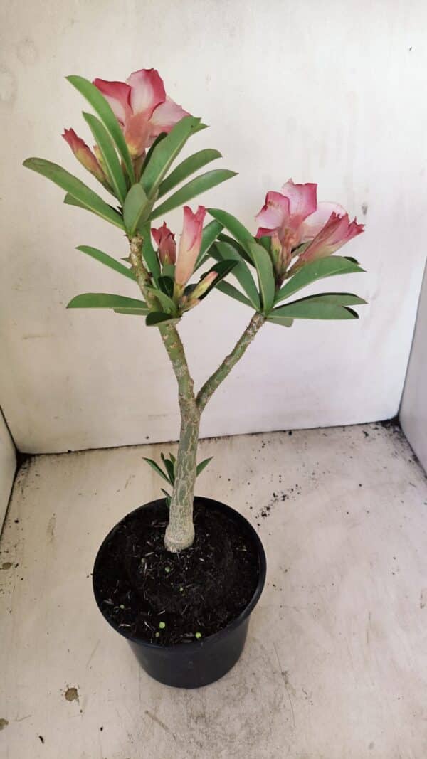 Planta Dobrada 3512 – 35cm – 03 anos - Imagem 6