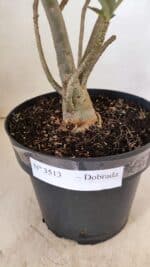 Planta Dobrada 3513 – 45cm – 03 anos - Imagem 7