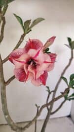 Planta Dobrada 3513 – 45cm – 03 anos