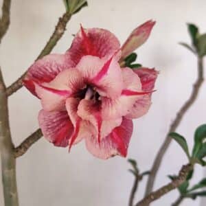 Planta Dobrada 3513 – 45cm – 03 anos
