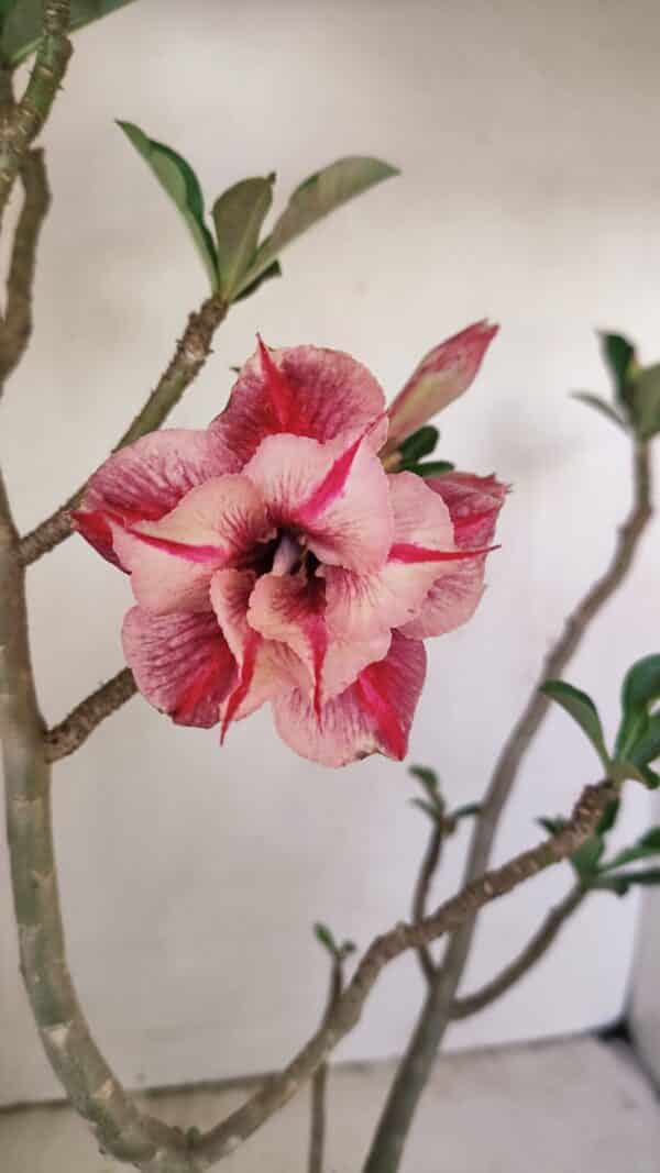 Planta Dobrada 3513 – 45cm – 03 anos - Imagem 1