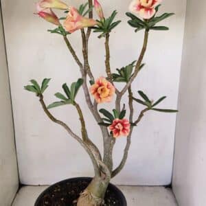 Planta Dobrada 3514 – 45cm – 03 anos