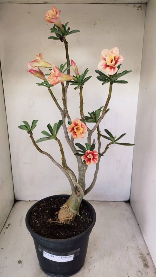 Planta Dobrada 3514 – 45cm – 03 anos - Imagem 1