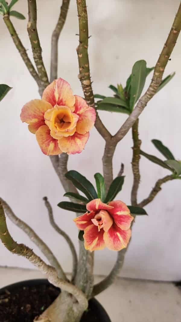 Planta Dobrada 3514 – 45cm – 03 anos - Imagem 3