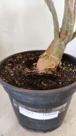 Planta Dobrada 3514 – 45cm – 03 anos - Imagem 7