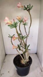 Planta Dobrada 3514 – 45cm – 03 anos - Imagem 6