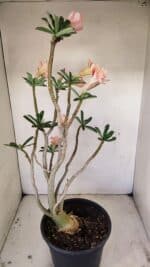 Planta Dobrada 3514 – 45cm – 03 anos - Imagem 5