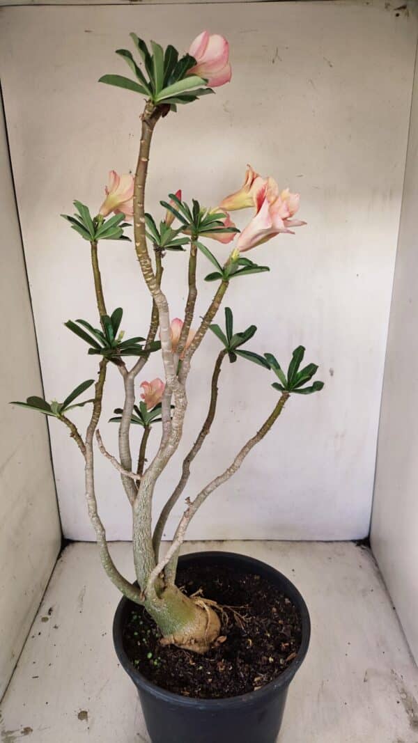 Planta Dobrada 3514 – 45cm – 03 anos - Imagem 5