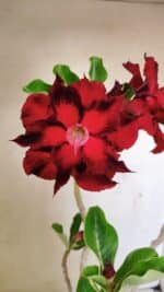 Planta Dobrada 3515 – 35cm – 03 anos